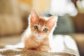 ESTERILIZACIÓN FELINOS